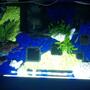 fish tank picture - 1/2 plan view