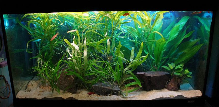 Rated #45: 200 Gallons Planted Tank