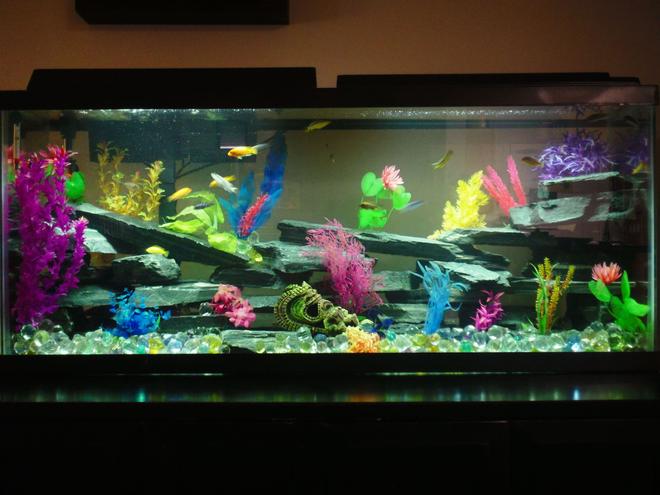 55 gallons freshwater fish tank (mostly fish and non-living decorations) - 55g Malawi Cichlid