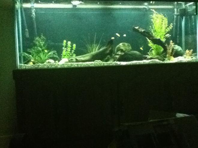 150 gallons freshwater fish tank (mostly fish and non-living decorations) - 150 gallon freshwater budget tank