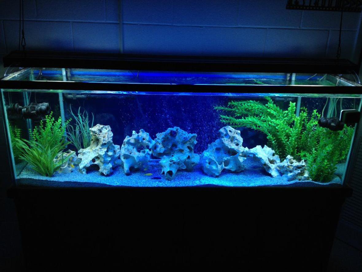 150 gallons freshwater fish tank (mostly fish and non-living decorations) - 150 Gallon Lake Malawi All Male show tank
