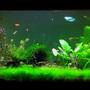 125 gallons freshwater fish tank (mostly fish and non-living decorations) - 125 gallon tank