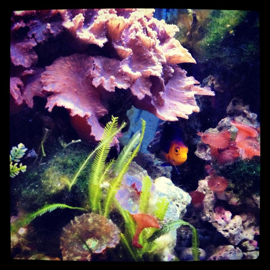 Rated #33: 55 Gallons Reef Tank - The new ruler of my tank. This little guy have been with me for almost 10 years now. He survived the heat wave that nearly wiped out my entire reef tank, including my beloved Queen Angel.