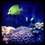 fish tank picture - My yellow tang and clownfish