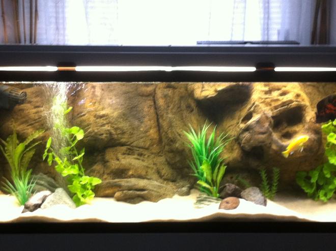 55 gallons freshwater fish tank (mostly fish and non-living decorations)