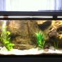 55 gallons freshwater fish tank (mostly fish and non-living decorations)