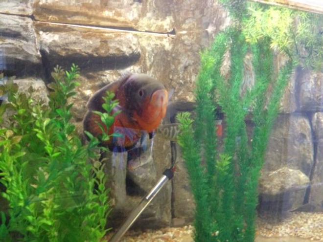 240 gallons freshwater fish tank (mostly fish and non-living decorations) - massive 240 gallons, oscars, awesome!  diy cement background