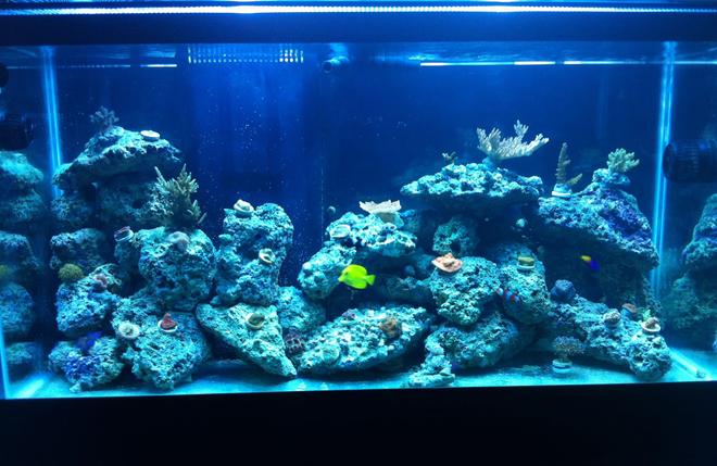 90 gallons reef tank (mostly live coral and fish) - new tank and letting frags grow