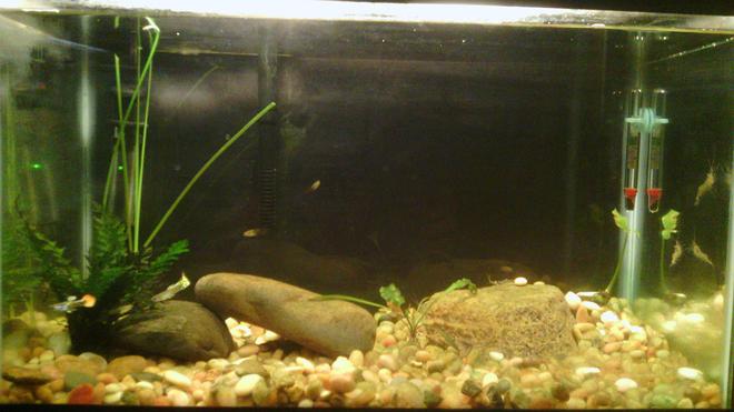 10 gallons planted tank (mostly live plants and fish) - 10 gallon with 6 guppies