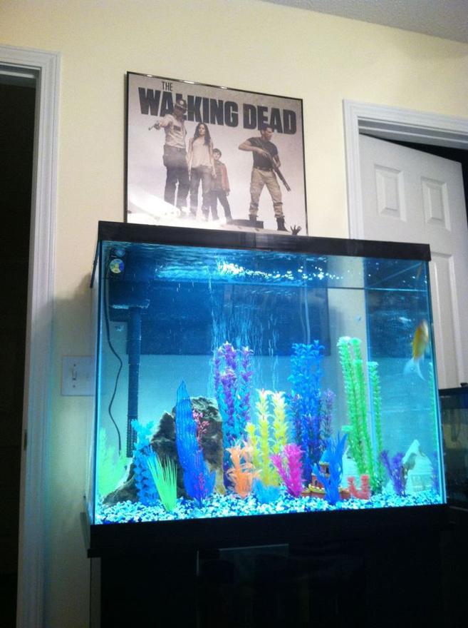56 gallons freshwater fish tank (mostly fish and non-living decorations) - 56 gallon freshwater tank
