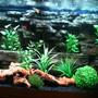 fish tank picture - My 260ltr community tank