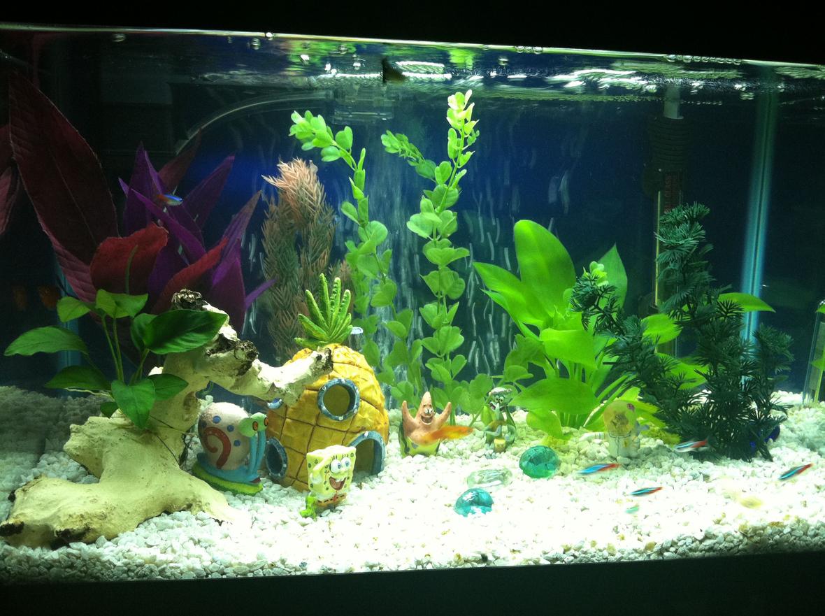 10 gallons freshwater fish tank (mostly fish and non-living decorations) - 10 gallon. 1 Anubiuas Nana 5 Assorted Fake Plants 1 Fake Driftwood Assorted Decorations ----------------------- 2 Platy (Sunburst and Red Wag) 1 Male Guppy 2 Albino Cory Catfish 6 Neon Tetras