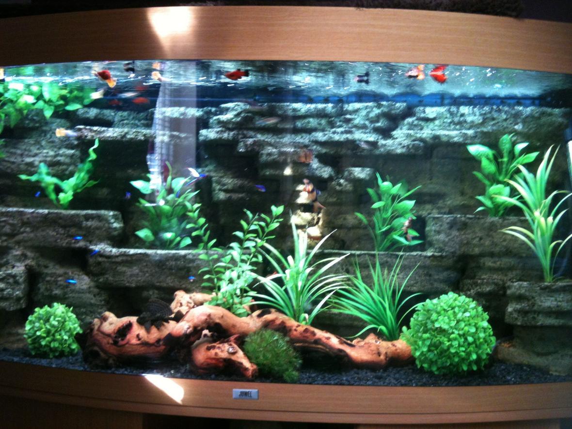 fish tank picture - Full width of community