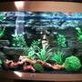 fish tank picture - Full width of community