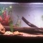 55 gallons freshwater fish tank (mostly fish and non-living decorations) - Tank with a little update and stocked. 5 Boesmani Rainbows, 7 Emperor Tetras, and 9 Rummy nose (added after pic. was taken)