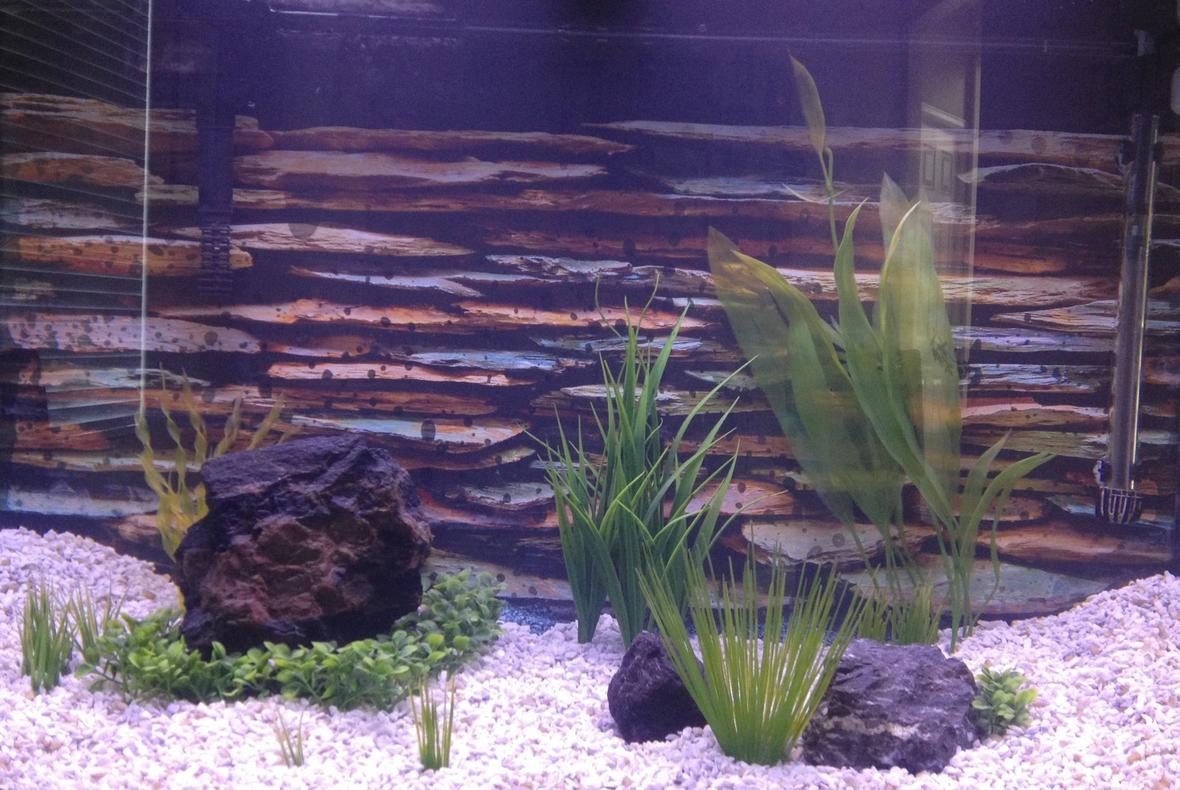 fish tank picture - Unoccupied at this point, new setup