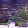 fish tank picture - Unoccupied at this point, new setup
