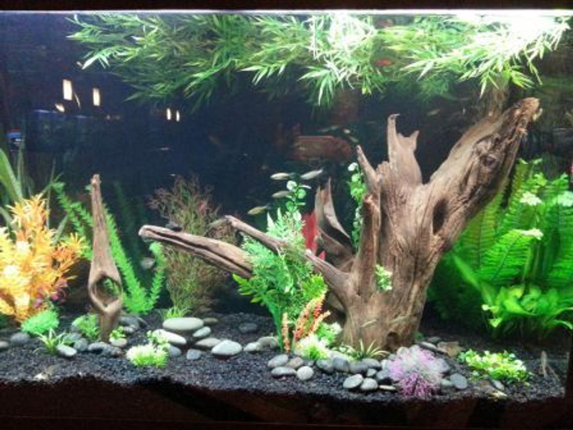 110 gallons freshwater fish tank (mostly fish and non-living decorations) - 110 gallon