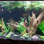 110 gallons freshwater fish tank (mostly fish and non-living decorations) - 110 gallon