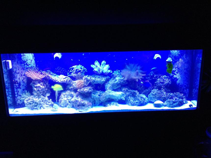 Rated #3: 150 Gallons Saltwater Fish Tank - My 150