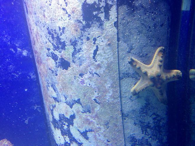 corals inverts - protoreastor nodosus - chocolate chip starfish stocking in 150 gallons tank - Chocolate Chip Star