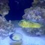 saltwater fish - diodon holocanthus - porcupine puffer stocking in 150 gallons tank - Porky the Puffer