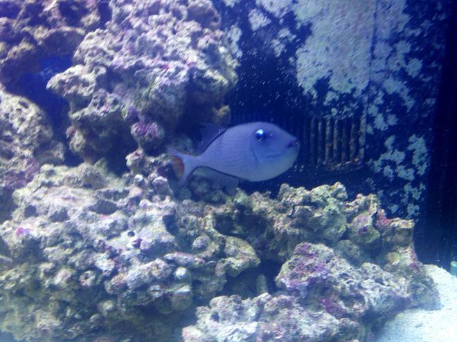 saltwater fish - xanthichthys auromarginatus - blue throat triggerfish stocking in 150 gallons tank - Blue Throat Trigger..very peaceful