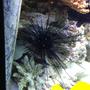 corals inverts - diadema setosum - longspine urchin, black stocking in 150 gallons tank - Spike the Sea Urchin