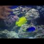 saltwater fish - zebrasoma flavescens - yellow tang - hawaii stocking in 150 gallons tank - Tangs swimming together as always