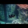 saltwater fish - premnas biaculeatus - maroon clownfish stocking in 150 gallons tank - Maroon clown