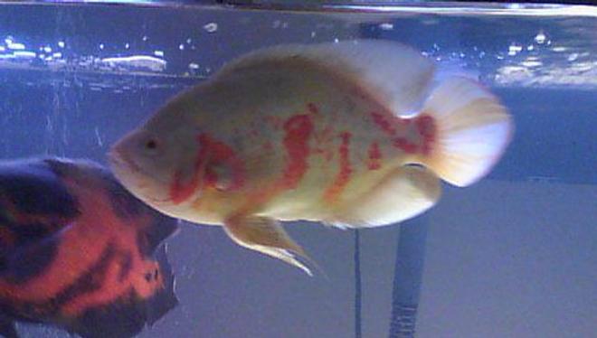 freshwater fish - astronotus ocellatus - albino oscar stocking in 55 gallons tank - Albino oscar