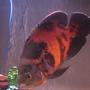 freshwater fish - astronotus ocellatus - tiger oscar stocking in 55 gallons tank - Tiger Oscar