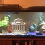 50 gallons freshwater fish tank (mostly fish and non-living decorations) - 50 gallon freshwater