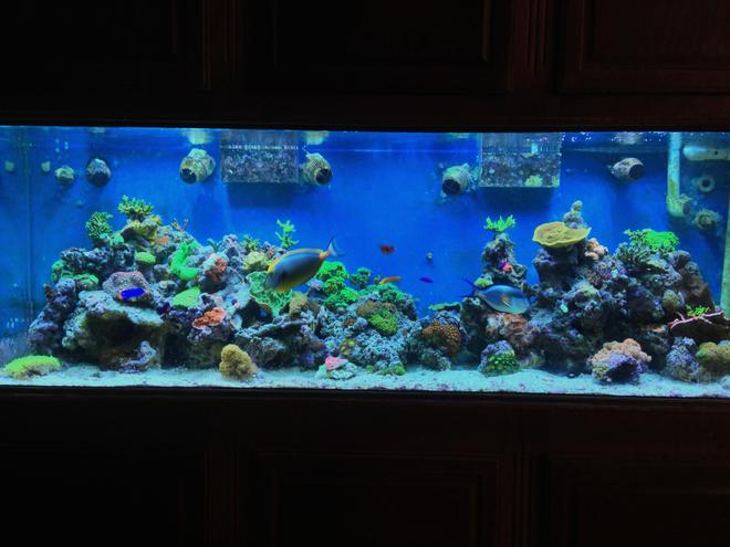 300 gallons reef tank (mostly live coral and fish) - 300 gal mix reef