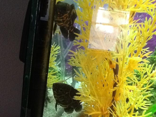freshwater fish - astronotus ocellatus - tiger oscar stocking in 30 gallons tank - My Tiger Oscars Popeye and Tigger 
Popeye is a one eyed black and silver tiger Oscar and tigger is a orange and black tiger Oscar