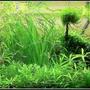 70 gallons planted tank (mostly live plants and fish) - Juwel Rio 300 Blue Ram Garden