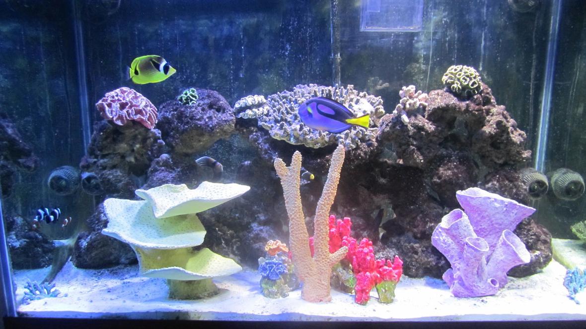 150 gallons saltwater fish tank (mostly fish, little/no live coral) - Front View