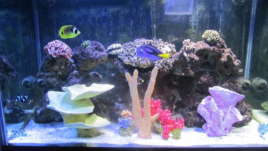 Rated #5: 150 Gallons Saltwater Fish Tank - Front View
