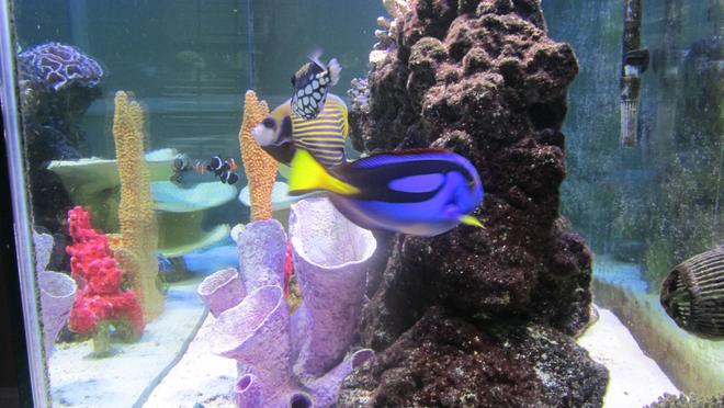saltwater fish - paracanthurus hepatus - blue tang stocking in 150 gallons tank - Side View