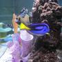 saltwater fish - paracanthurus hepatus - blue tang stocking in 150 gallons tank - Side View