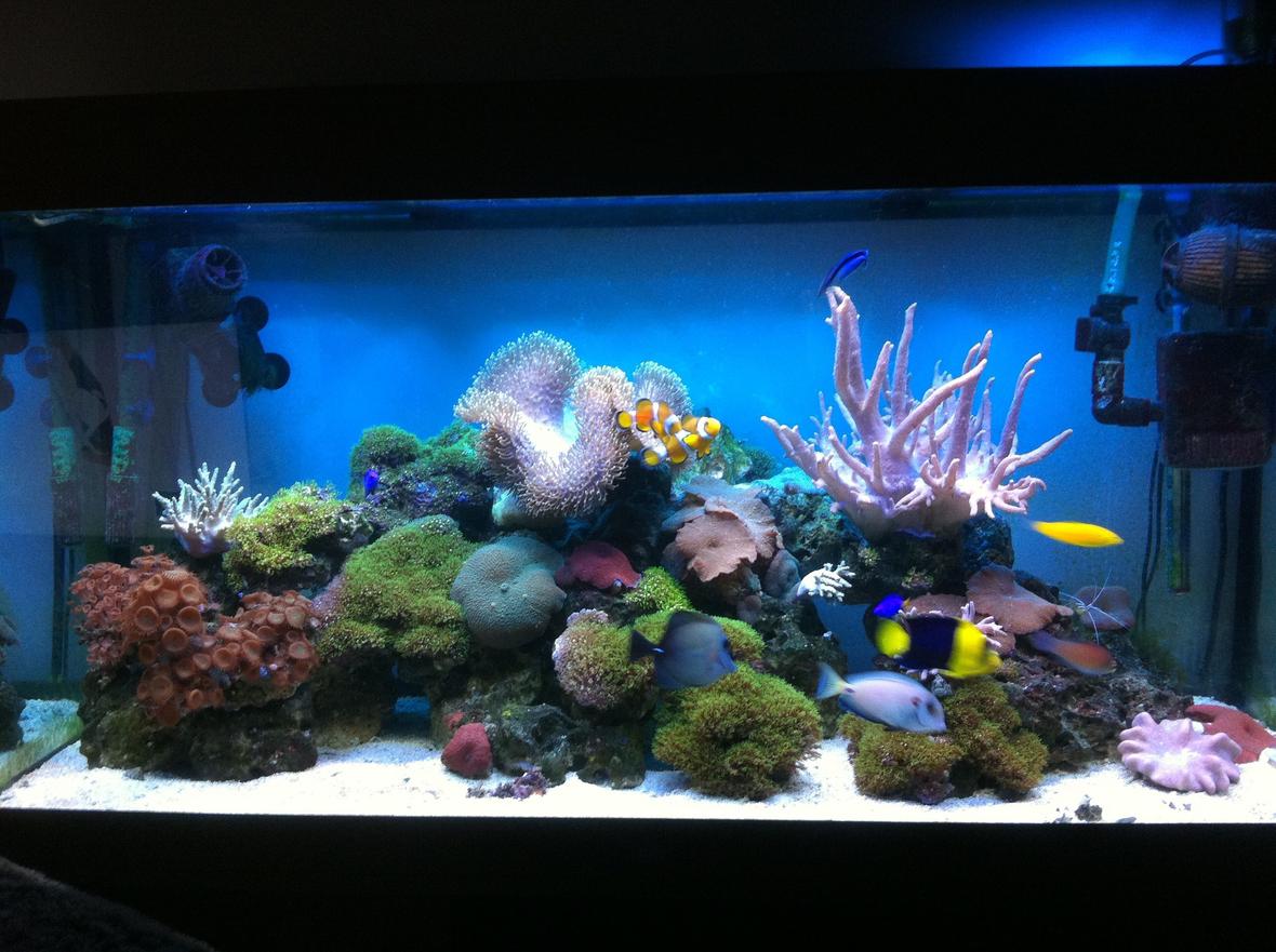 67 gallons reef tank (mostly live coral and fish) - Updated photo 12/3/2013
