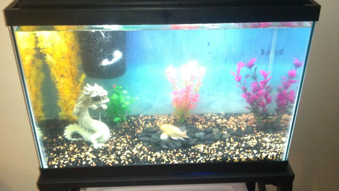 20 gallons freshwater fish tank (mostly fish and non-living decorations) - My week ld brand new wal-mart special.