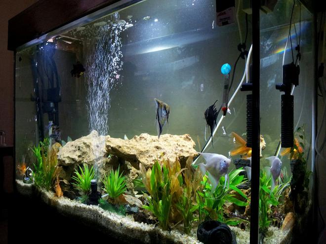 115 gallons freshwater fish tank (mostly fish and non-living decorations) - My tank