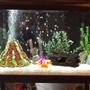 fish tank picture - Tank 2 redecorated please comment and let me know which one looks better !!! Tank 2 ... 7. Mix of kinds of African cichlids and 3 oscars 1 crawfish and 2 plecostomus