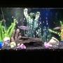 fish tank picture - Tank 1 better pic !!!