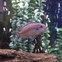 freshwater fish - maylandia callainos - blue cobalt cichlid stocking in 30 gallons tank