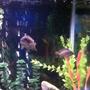 freshwater fish - maylandia callainos - blue cobalt cichlid stocking in 30 gallons tank