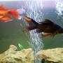 freshwater fish - carassius auratus - goldfish stocking in 115 gallons tank - Replaced gold fish with Shubunkins ... yeah!