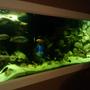 180 gallons freshwater fish tank (mostly fish and non-living decorations) - 180 gallon playing around with my lights