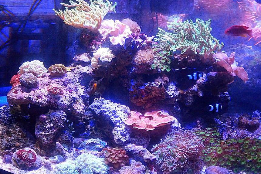 Rated #15: 92 Gallons Reef Tank - One of 2 92 gallon displays